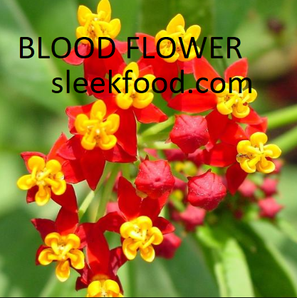 blood flower
