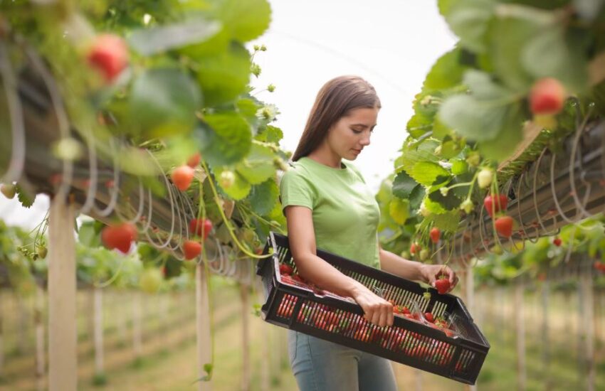 Fruit Picking Jobs In Dallas For Foreigners With Visa Sponsorship