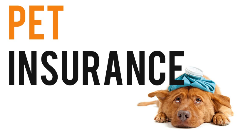 Can I Still Get Pet Insurance If My Dog Has Cancer?